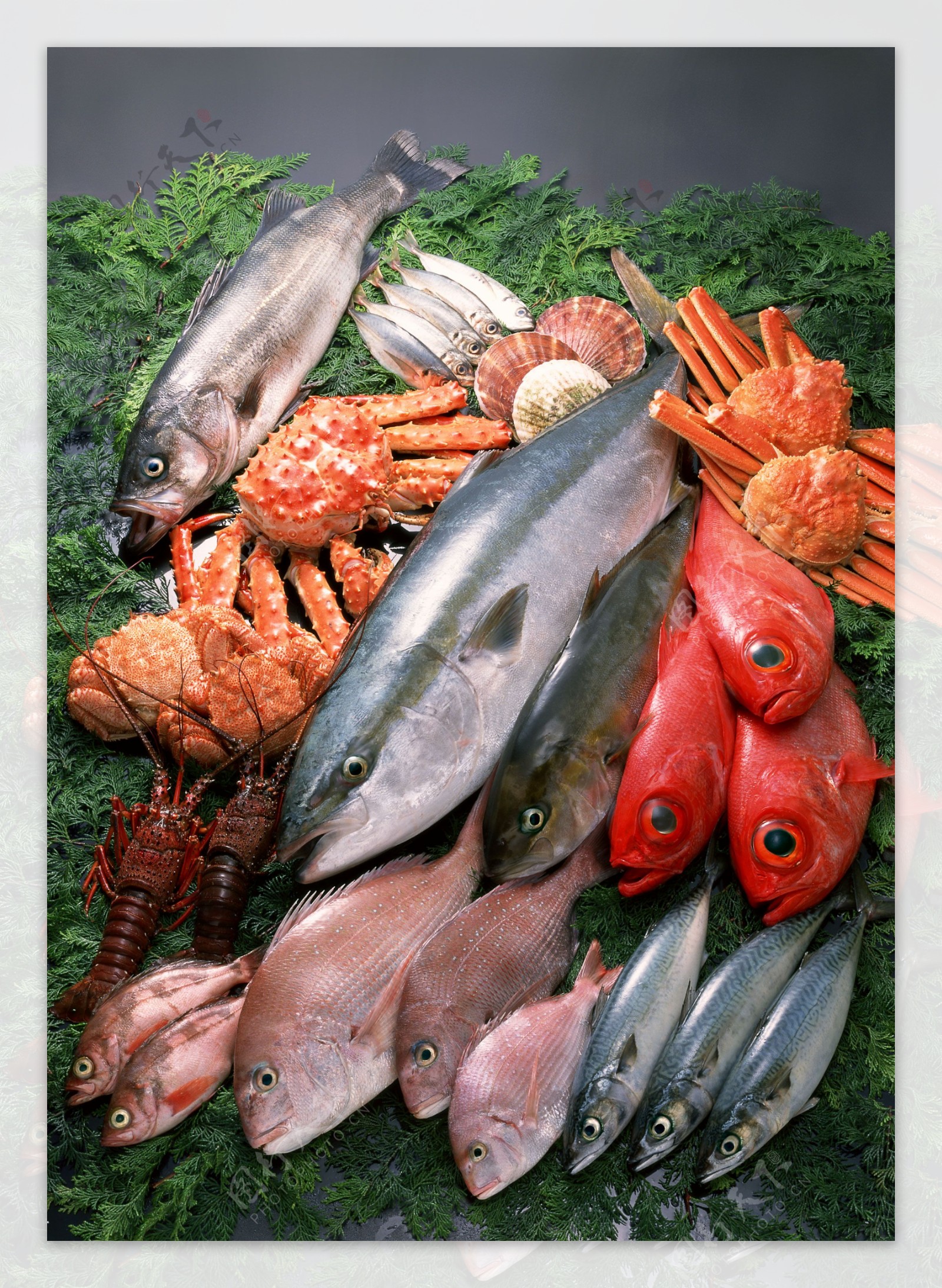 值得收藏的海鲜大全146种_海水鱼类养殖_西南渔业网、丰祥渔业网、永川水花网---水产养殖专业网站 欢迎您的光临！