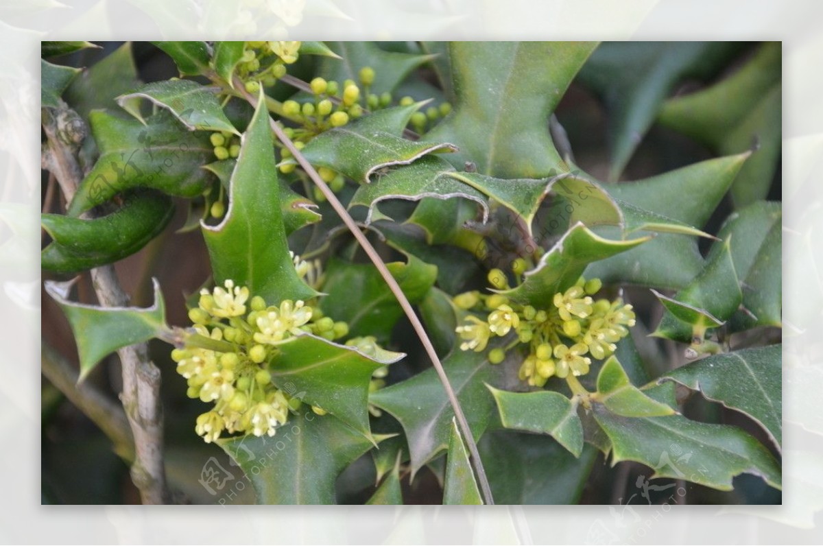 枸骨的花图片