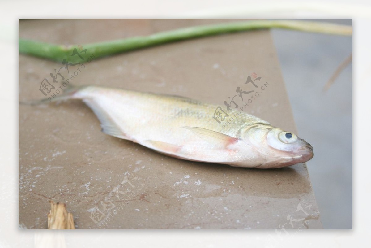白鲢鱼素材图片