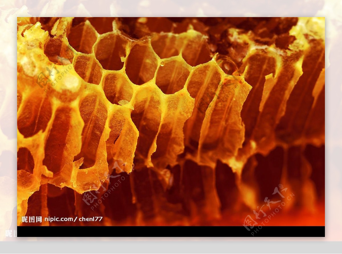 蜂蜜孔图片