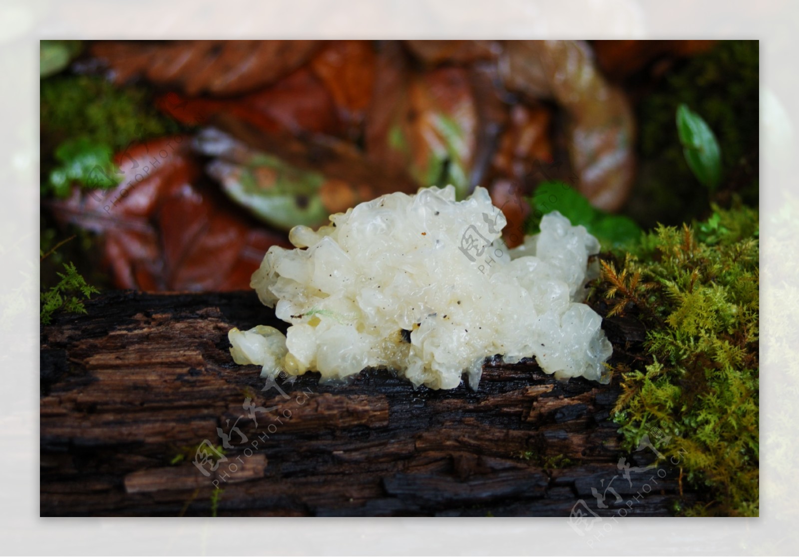 银耳-车八岭大型真菌图-图片