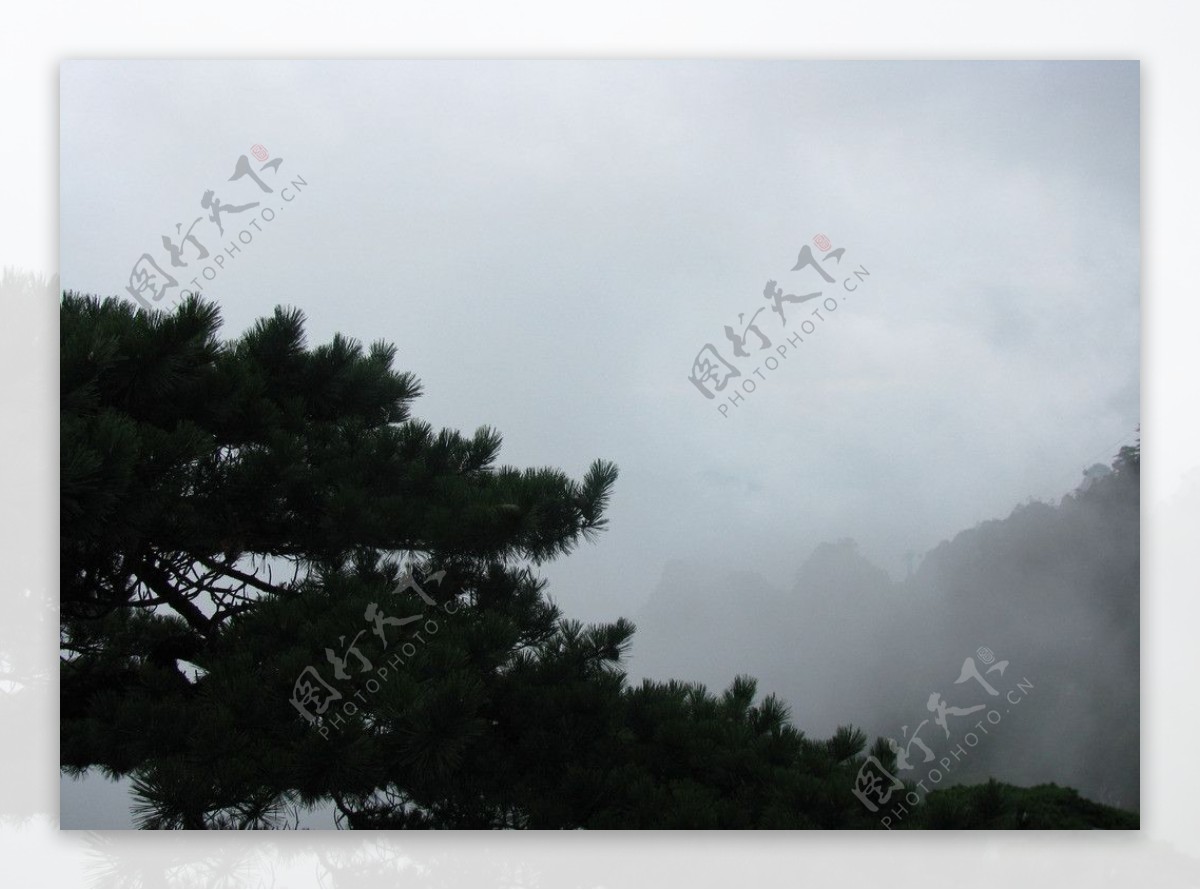 雾里黄山松图片