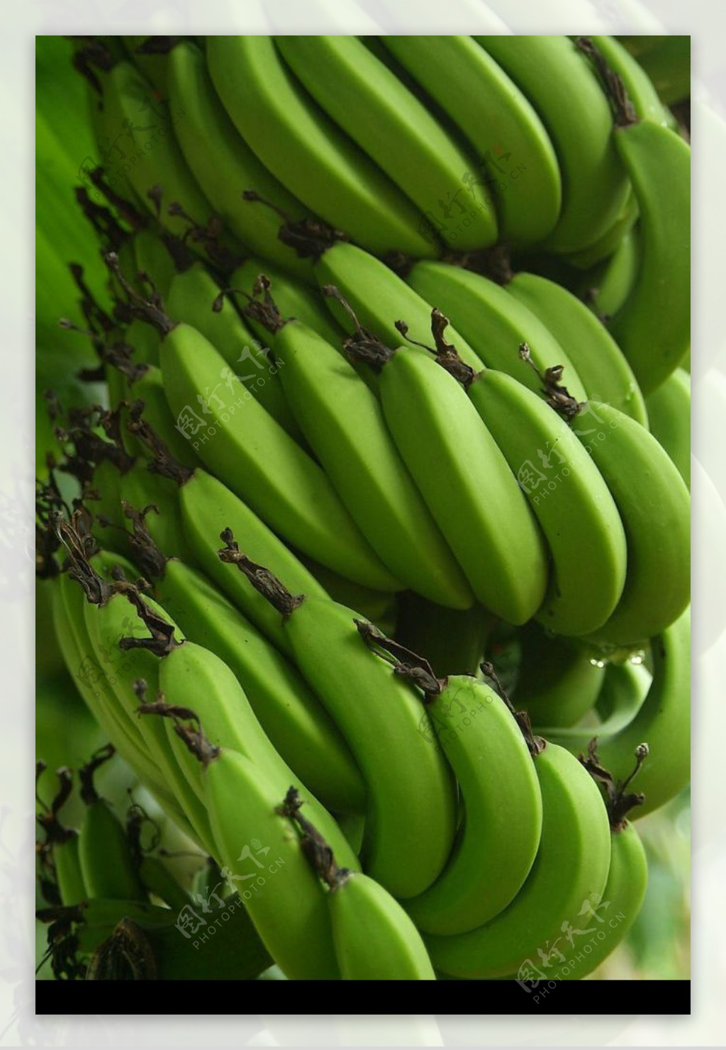 树上的香蕉图片