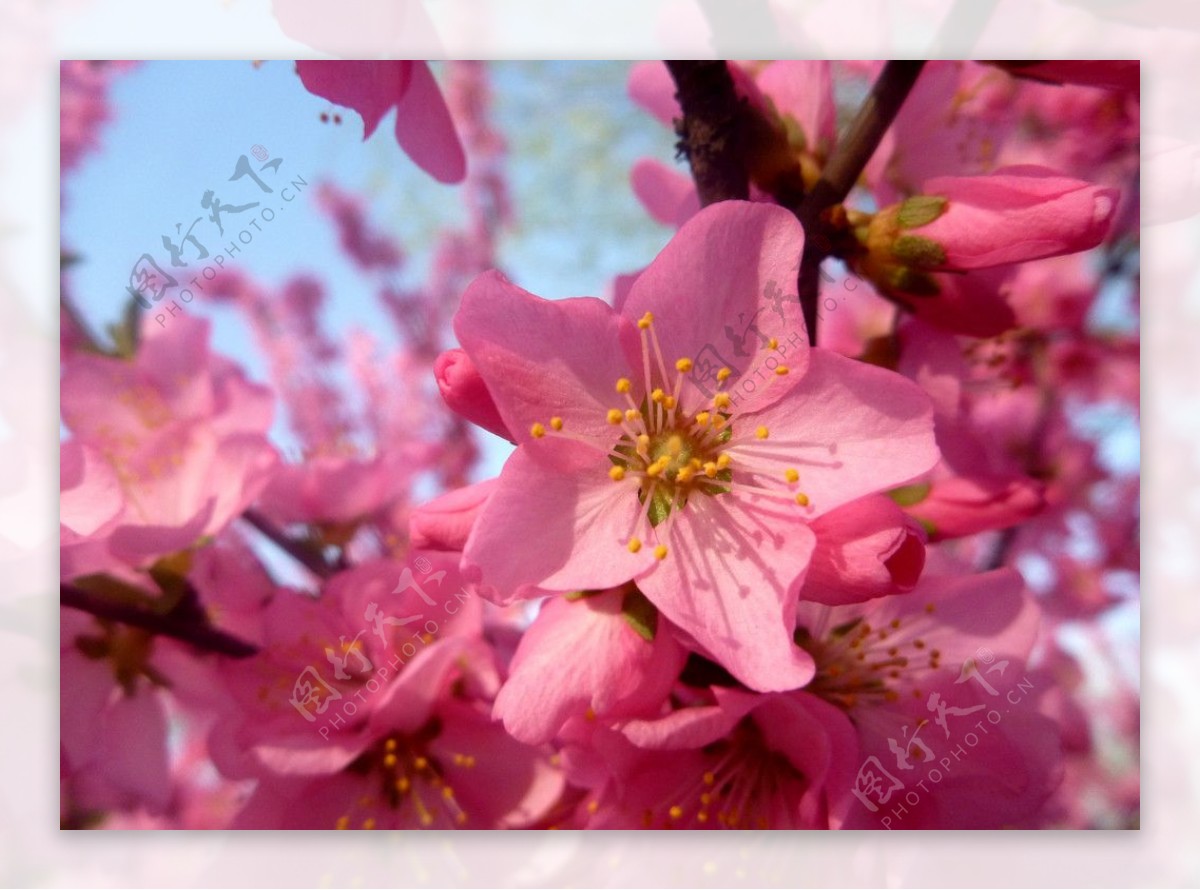 粉红桃花朵图片