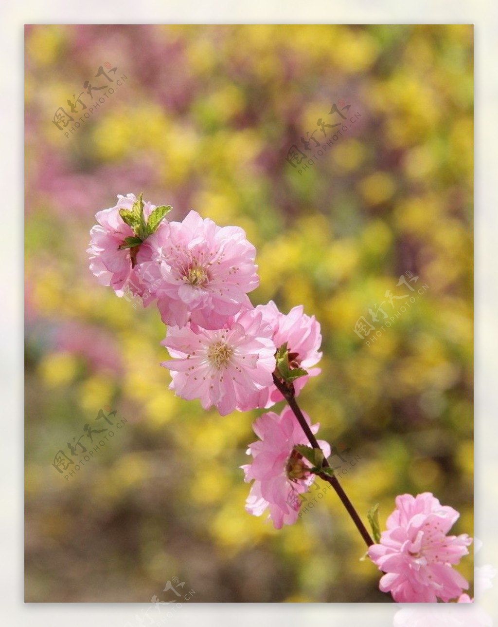 桃花正浓图片