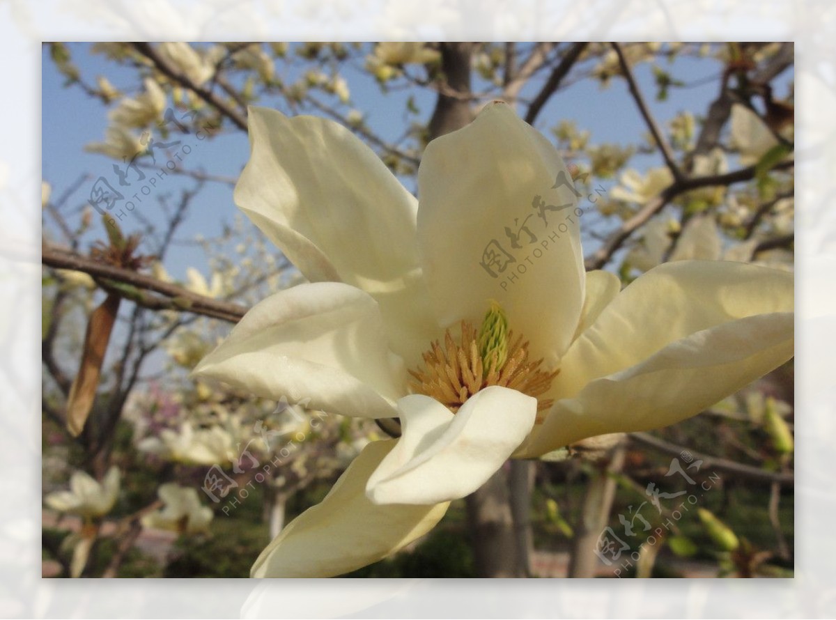 玉兰花图片