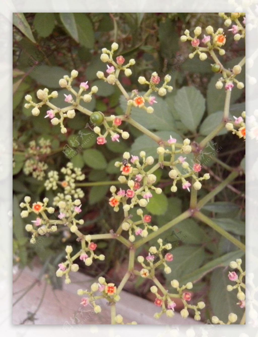 野生植物图片