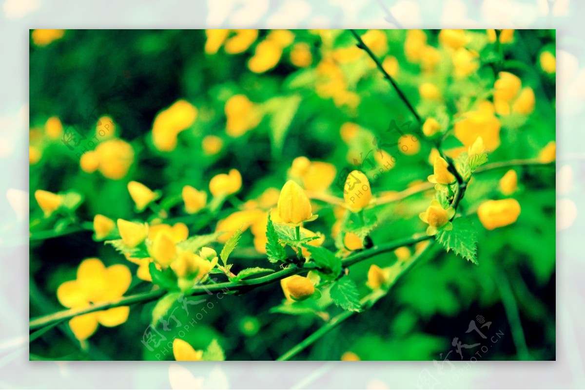 棣棠花蜂棠花图片