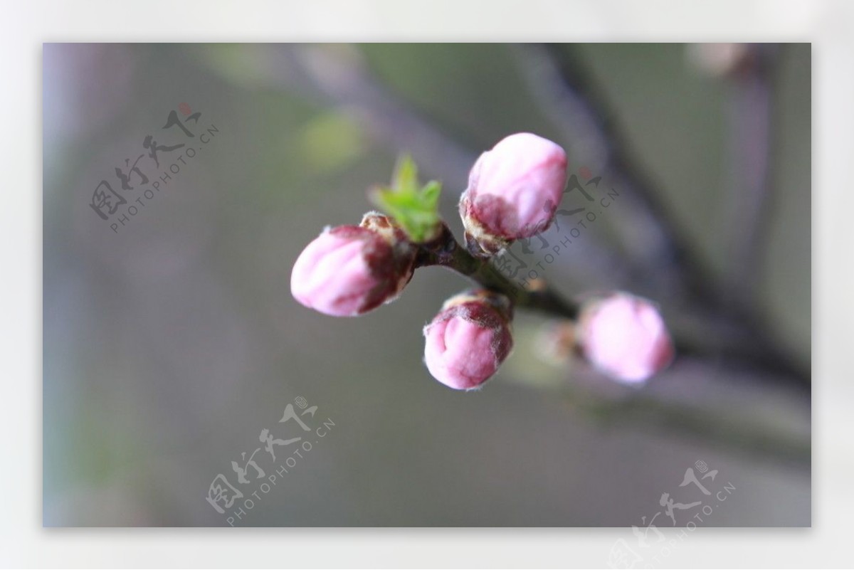 含苞欲放桃花花蕾图片