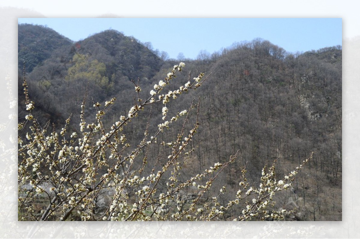 秦岭的春天图片