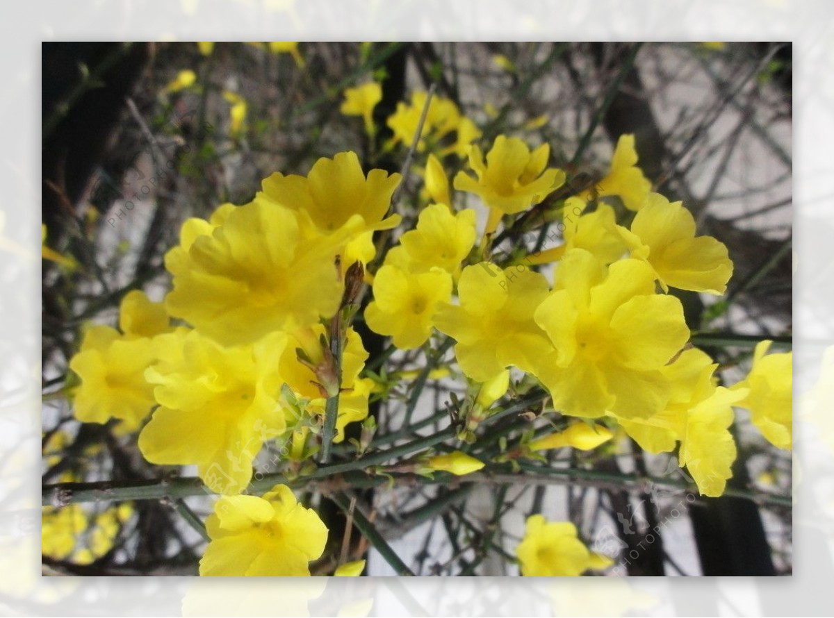 迎春花图片