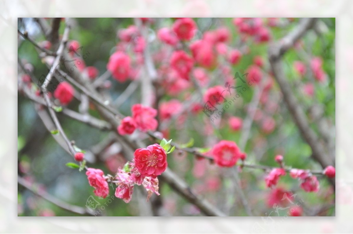 红色桃花图片