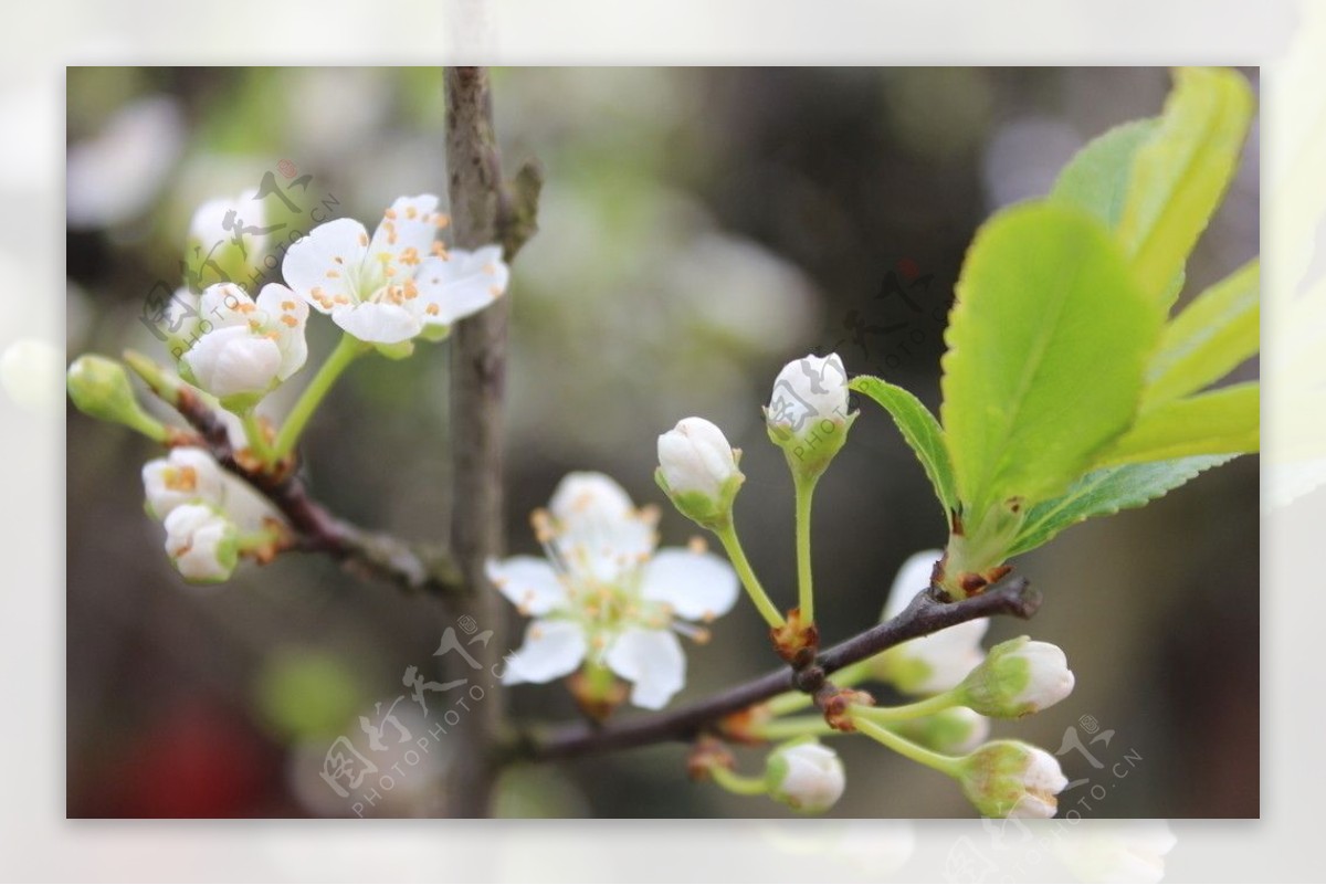 李子花图片