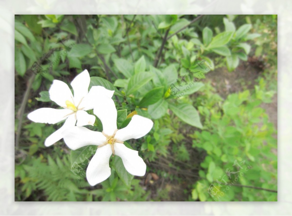 野花栀子花图片