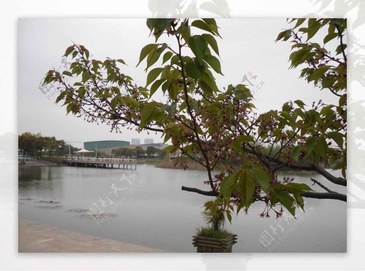 新江湾城公园湖图片