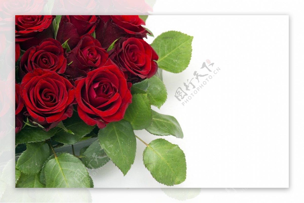 一支红玫瑰花图片_动物昆虫_自然风景-图行天下素材网