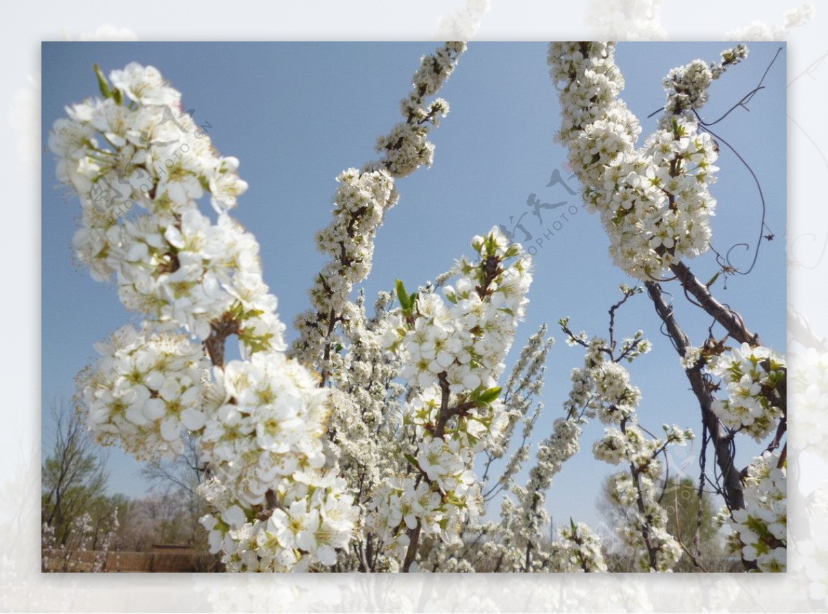 杏花杏树的花含苞图片