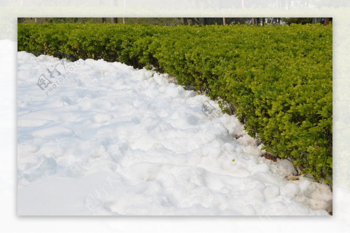 白雪地与绿草图片