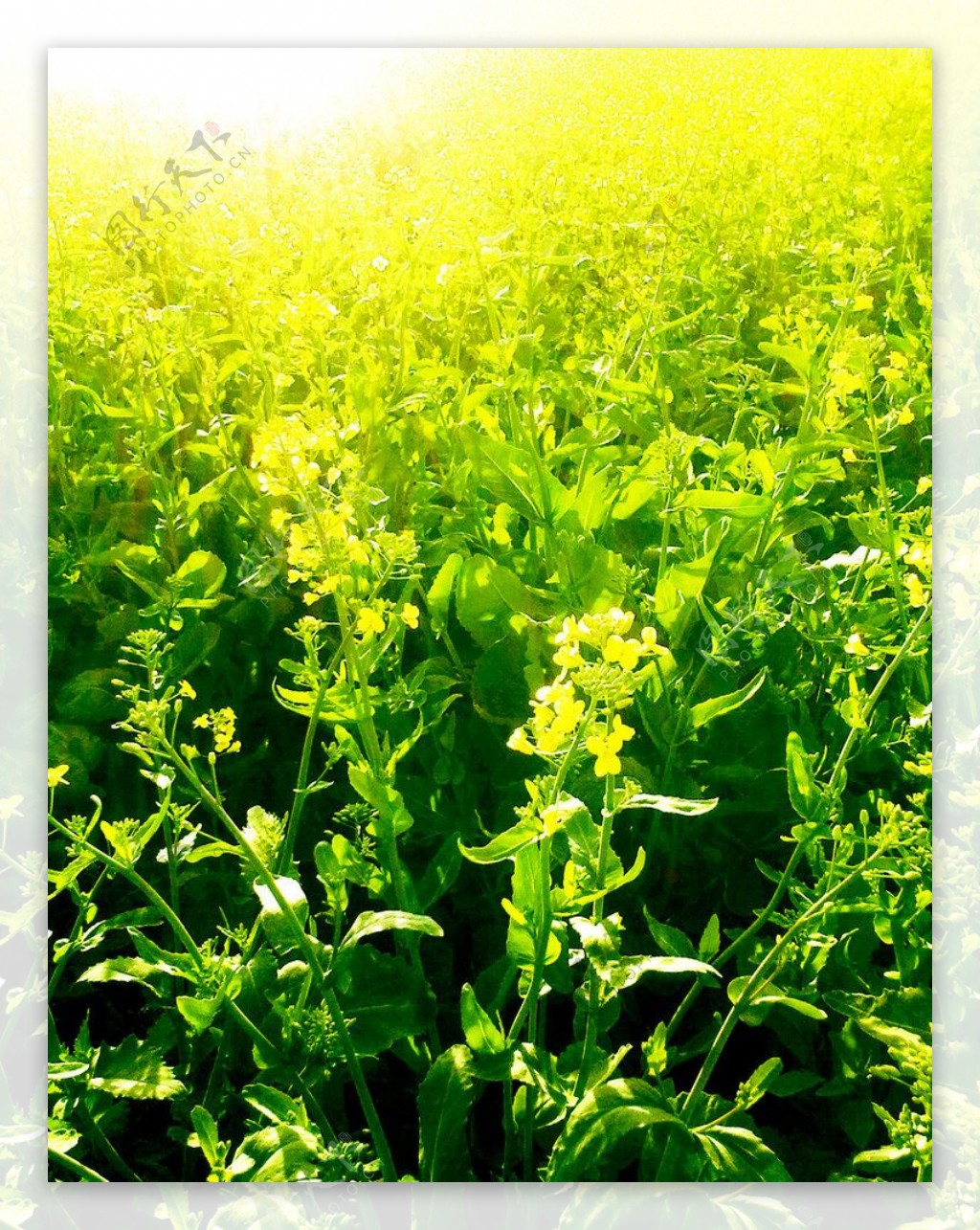 油菜花地图片