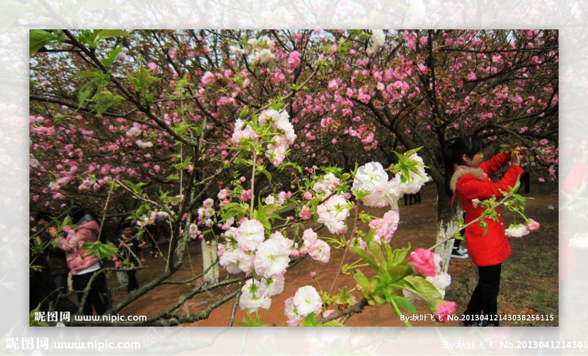 樱花园樱花图片