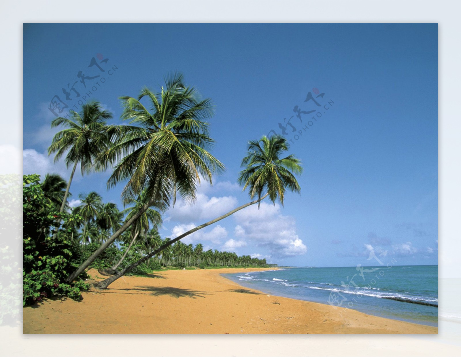 阳光下的椰树图片