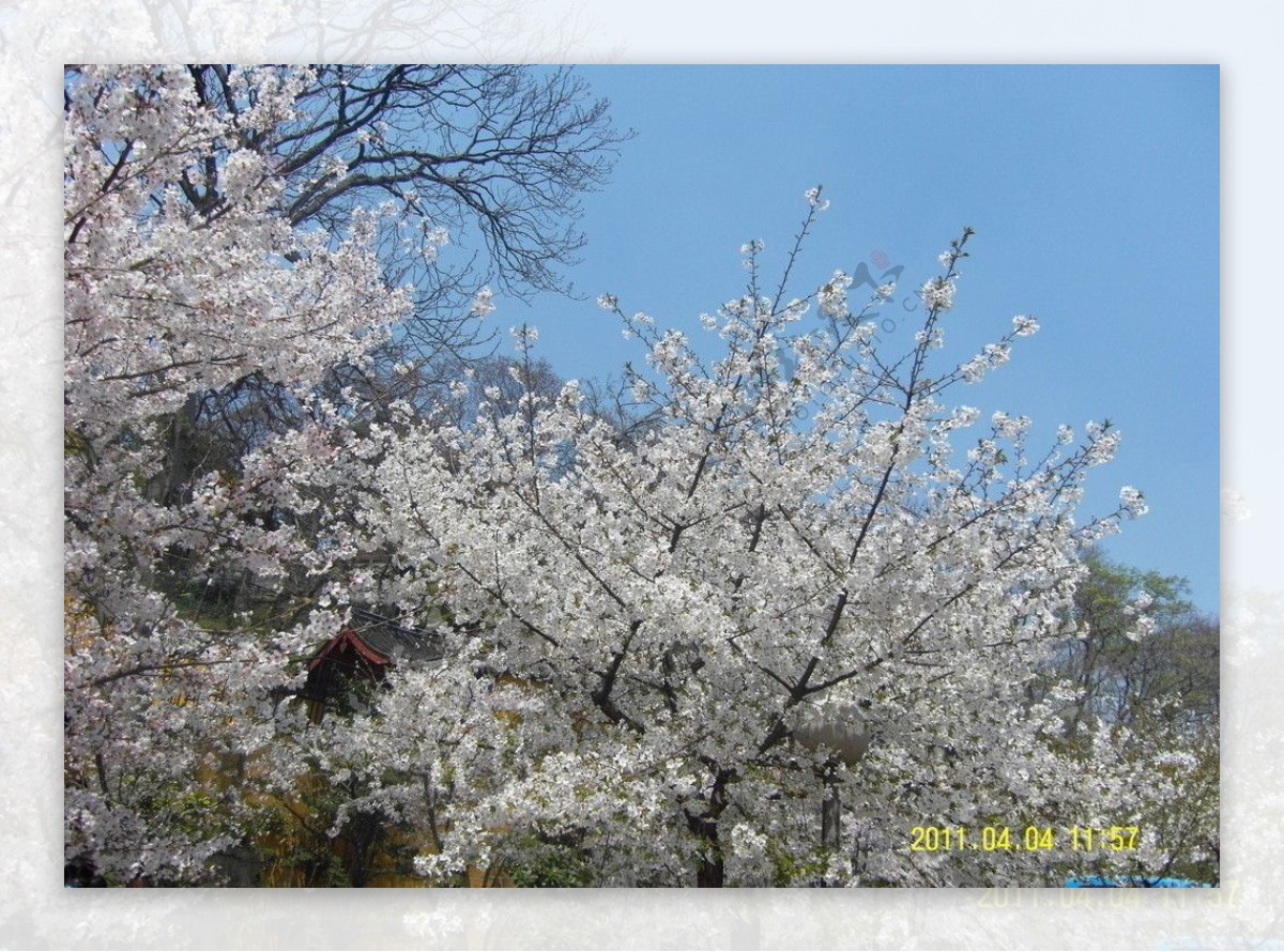 樱花烂漫时图片