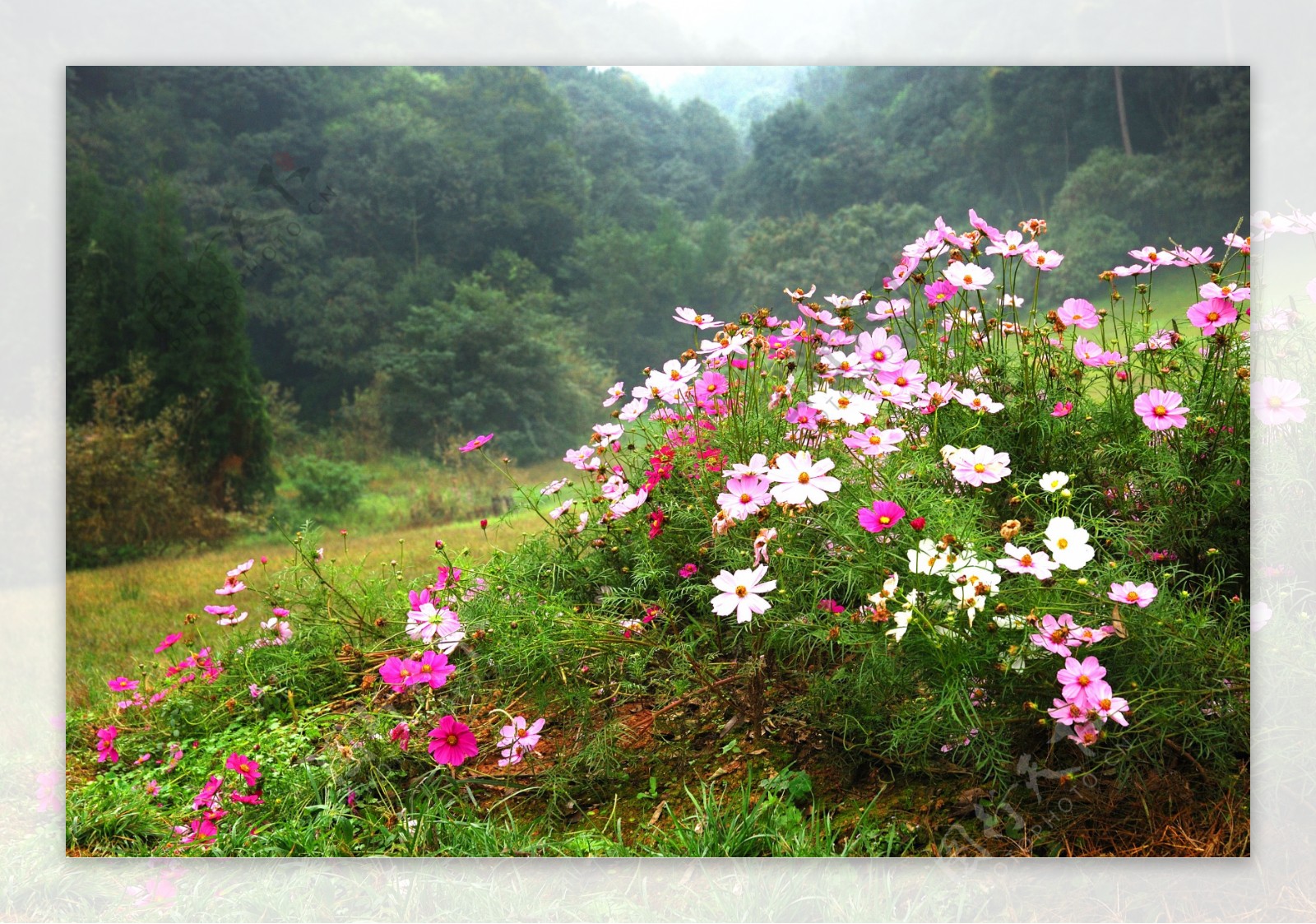 花丛图片