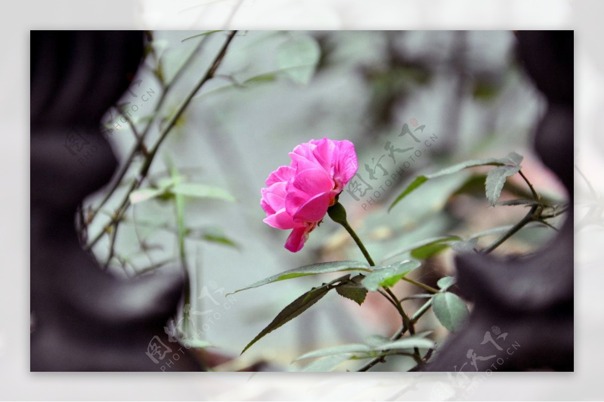 野玫瑰月季花图片