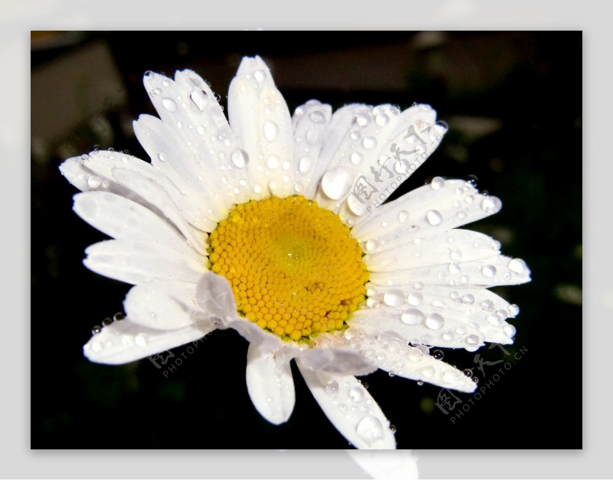 白色太阳菊图片