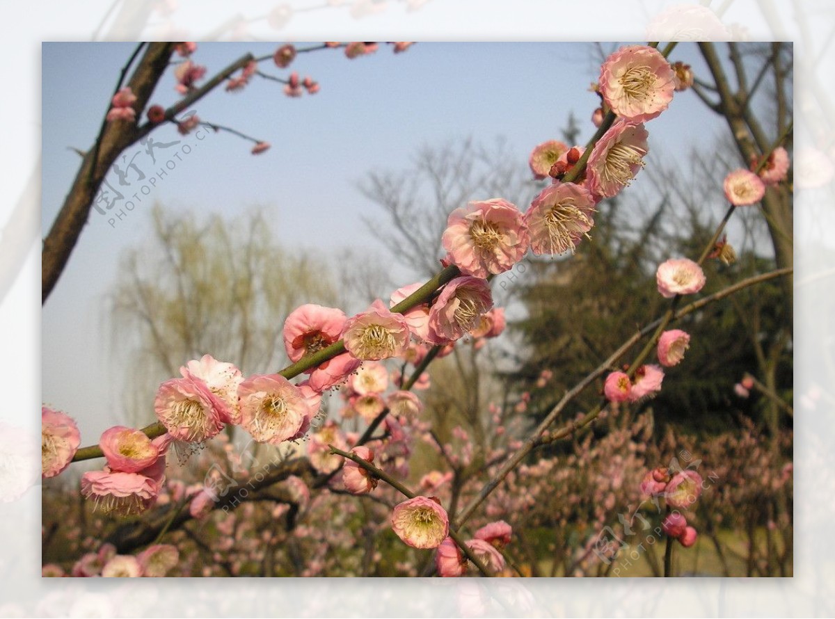 碧桃花图片