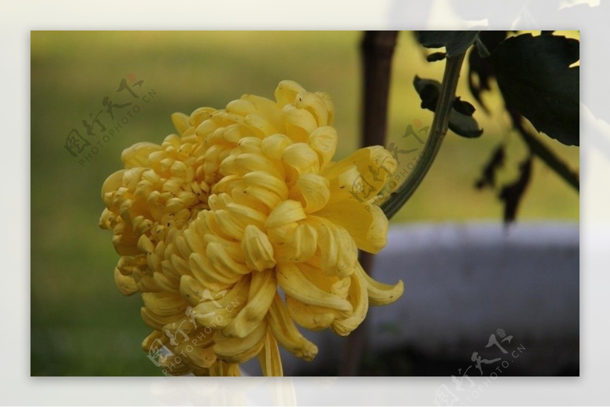 低垂的黄菊图片