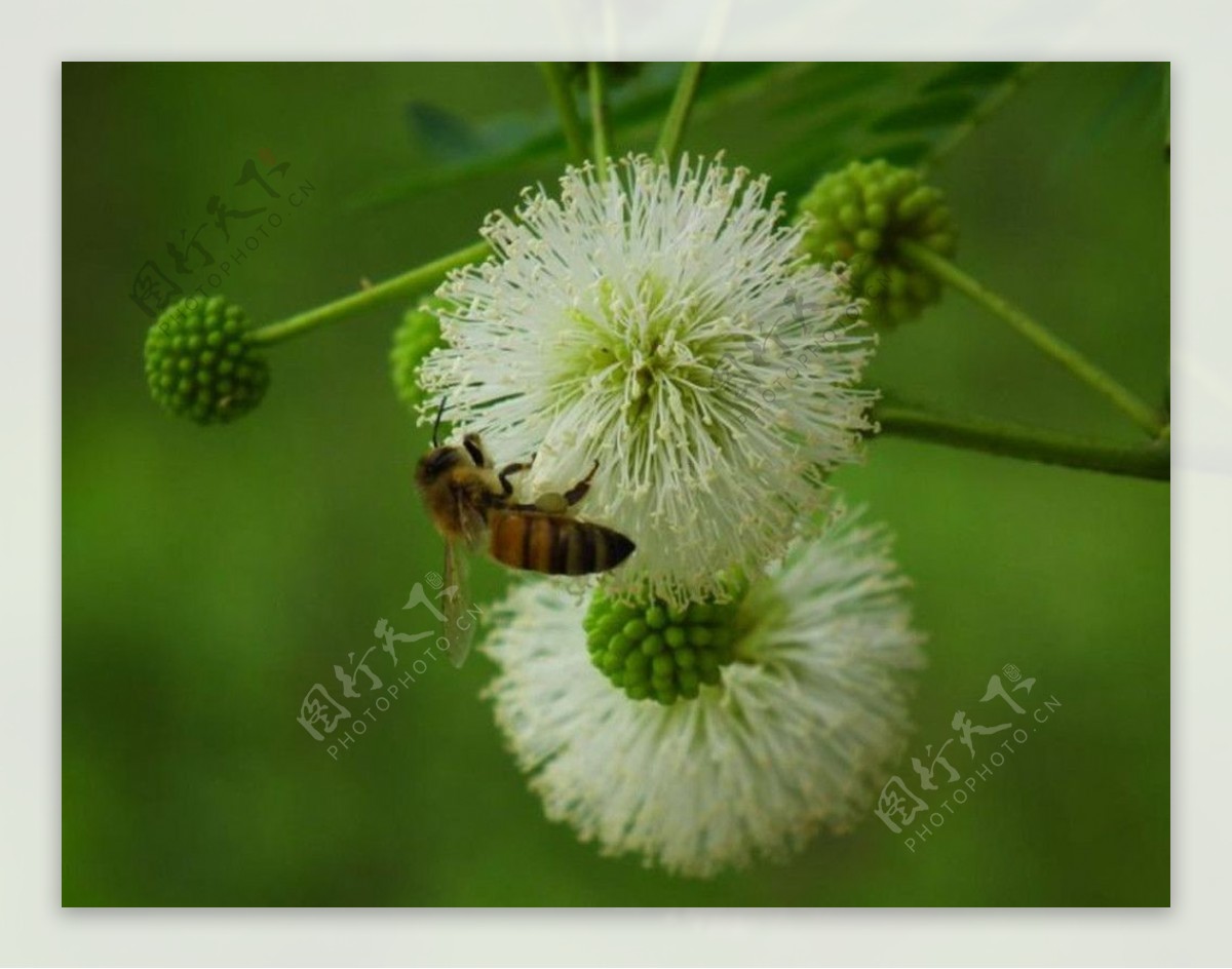清晨的小蜜蜂图片