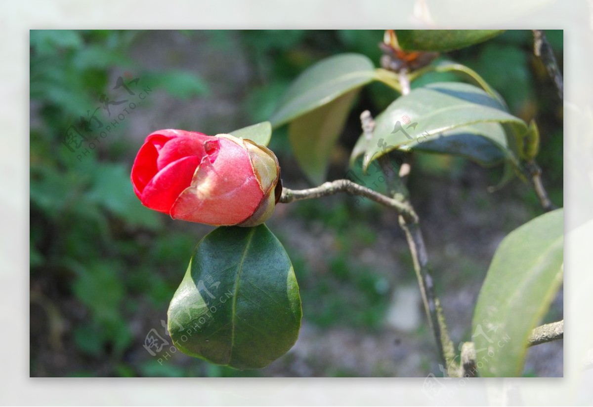 山茶花图片