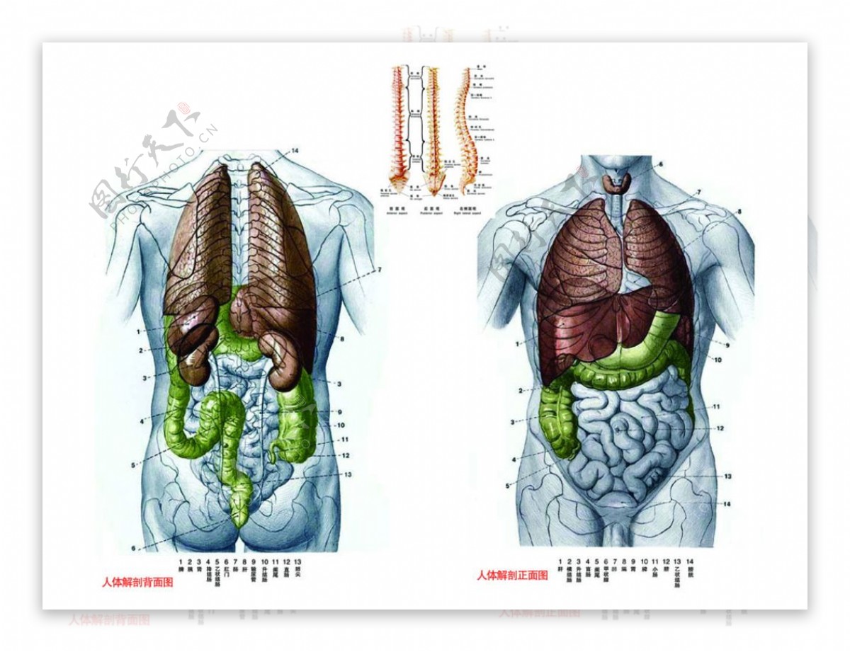 人体正面解剖图图片