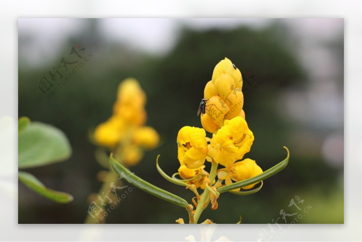 蜡烛花翅荚槐图片