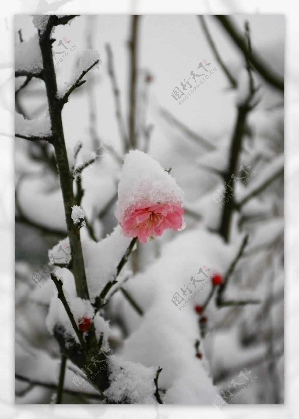 梅花图片