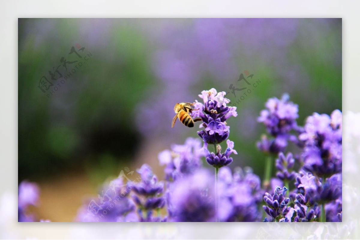 薰衣草上的蜜蜂图片
