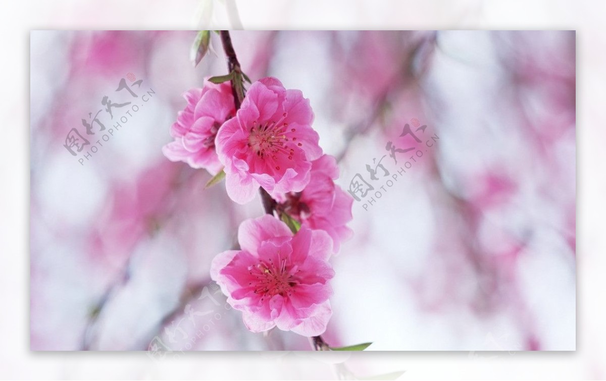 粉红樱桃花图片