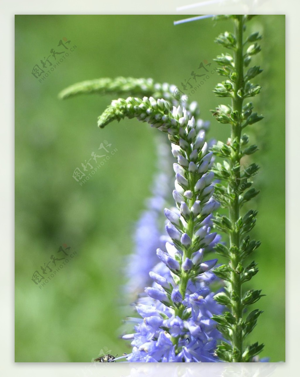 蓝紫色野花图片