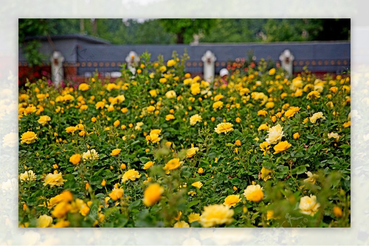 月季花园图片