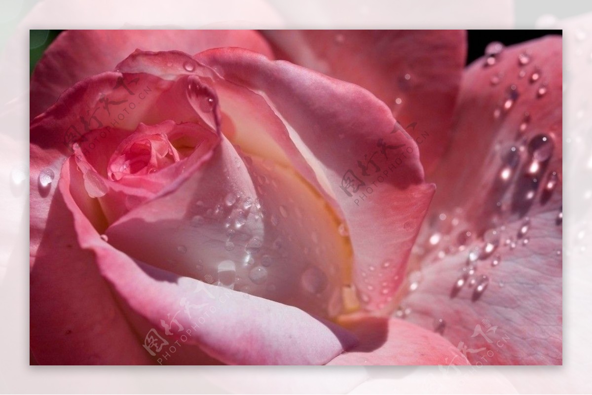 粉红玫瑰特写图片