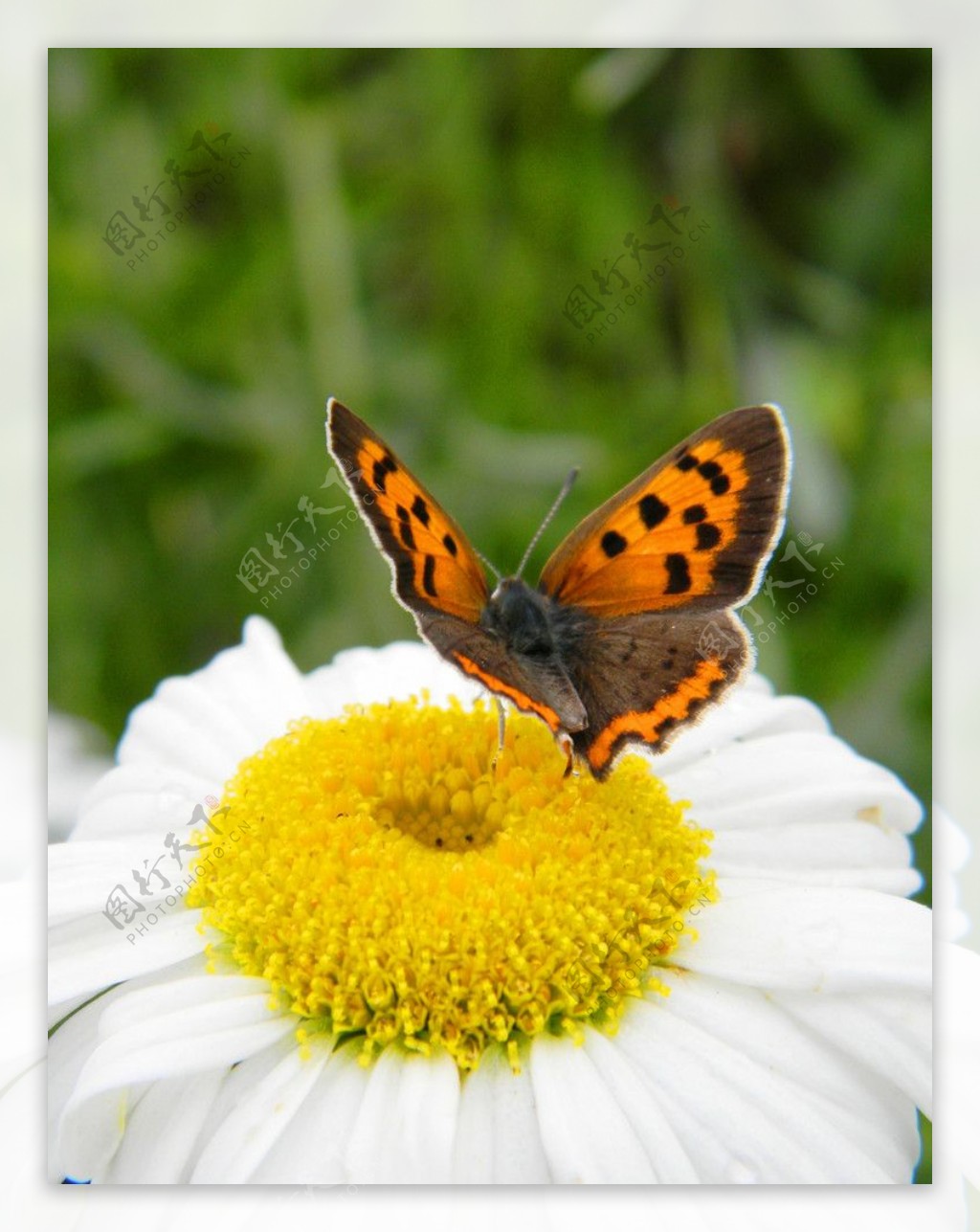 蝴蝶与花摄影特写图片