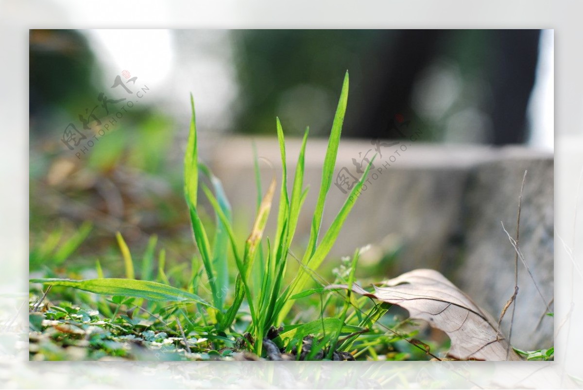 4k小草植物生长延时_3840X2160_高清视频素材下载(编号:8763688)_影视包装_光厂(VJ师网) www.vjshi.com