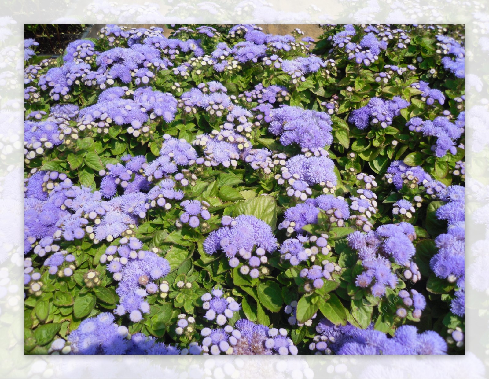 紫色藿香图片
