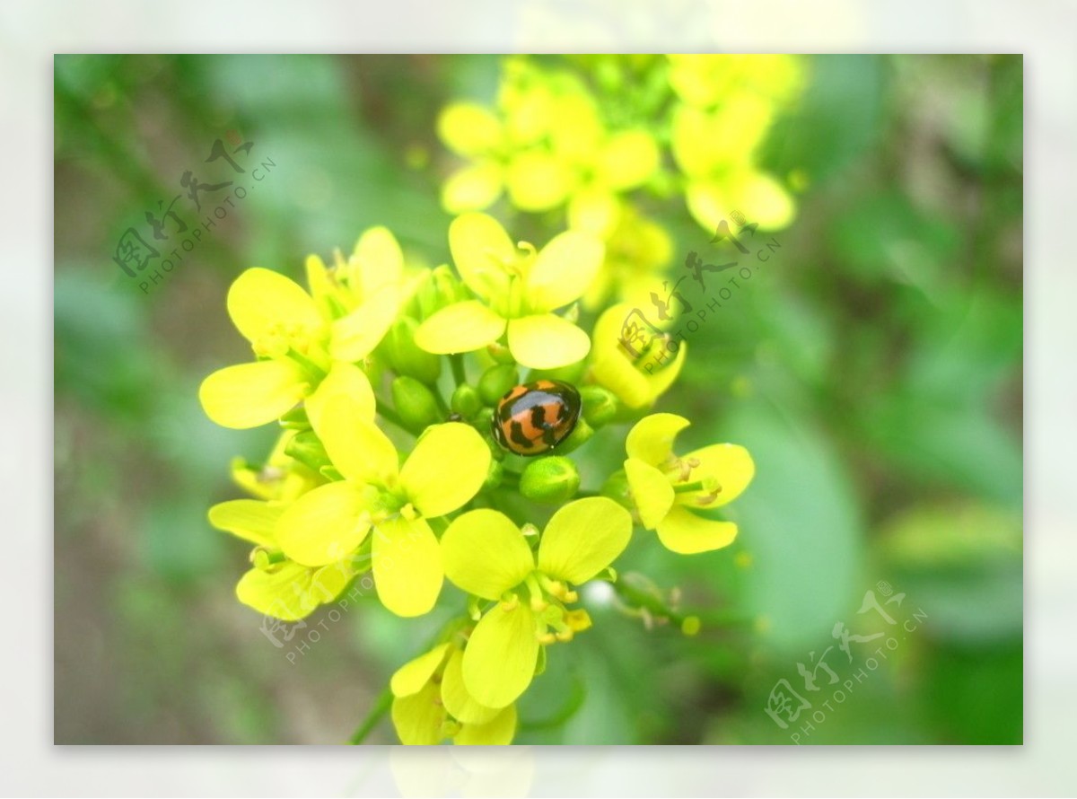 油菜花图片