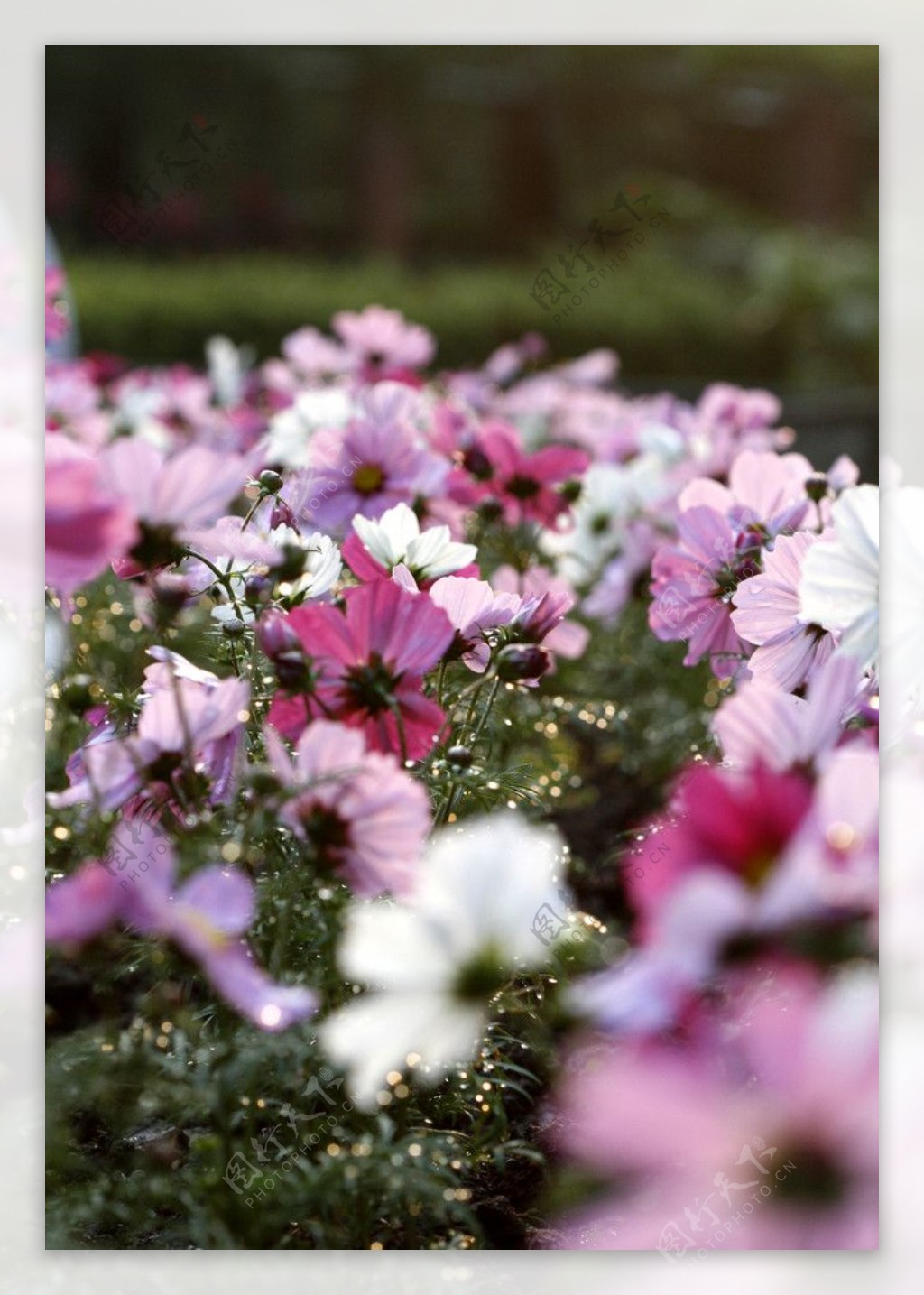 台北植物園波斯菊图片