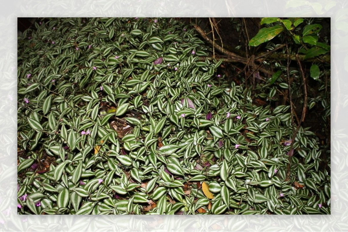 热带雨林植物吊竹梅图片