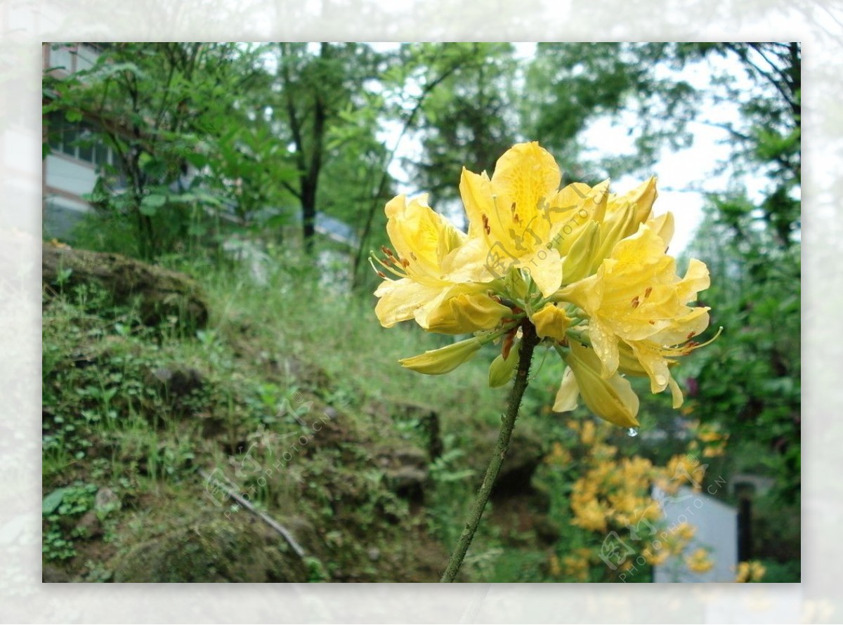 春雨后傲立的黄杜鹃图片