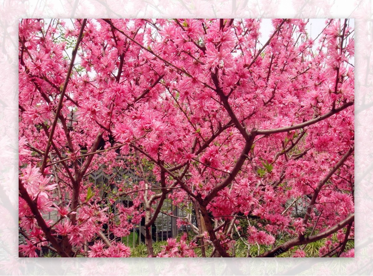 桃树与桃花图片