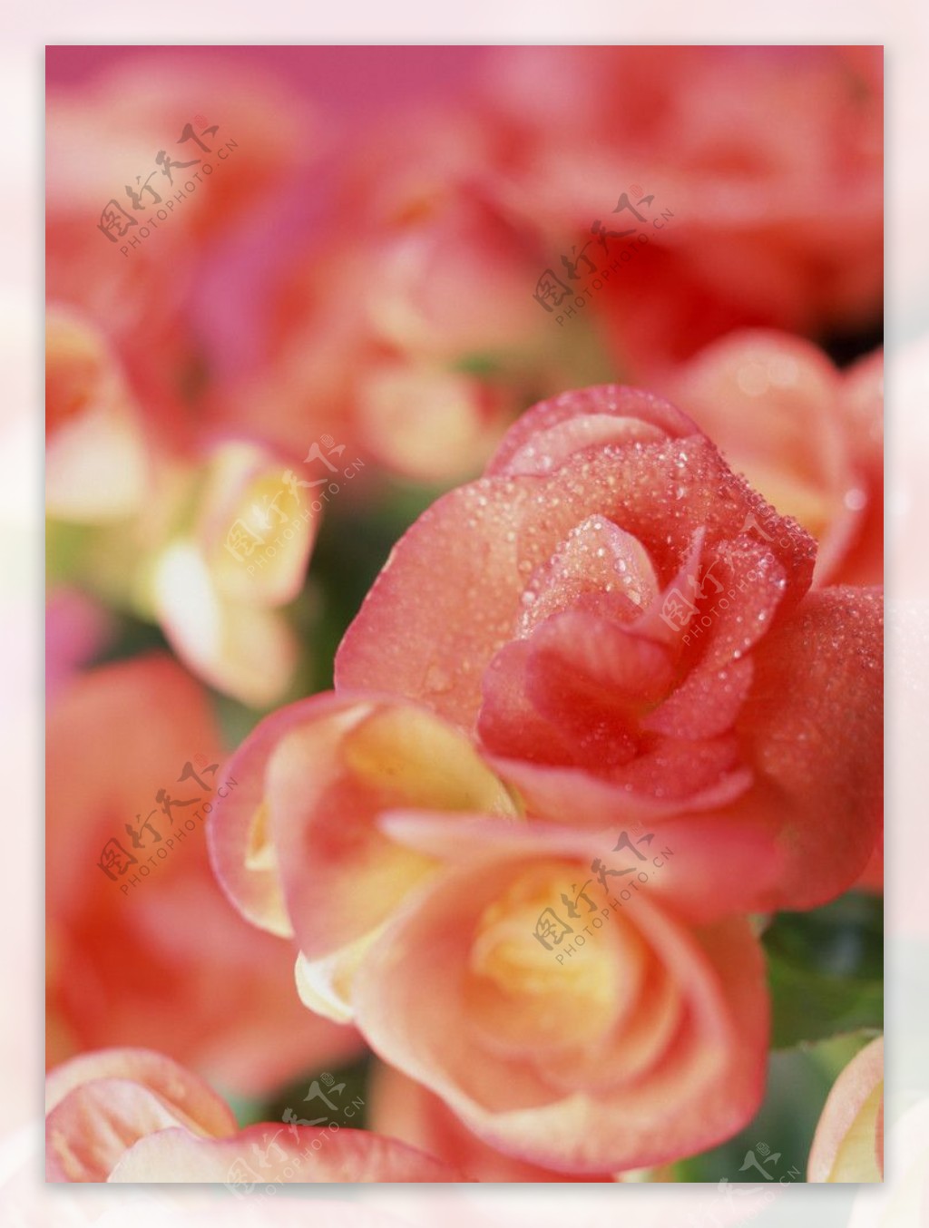 粉红花朵摄影图片